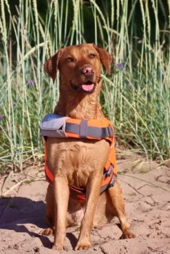 Active Canis Koiran Pelastusliivit^koiran kelluntaliivi, XS-S