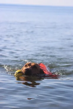 Active Canis Koiran Pelastusliivit^koiran kelluntaliivi, XS-S