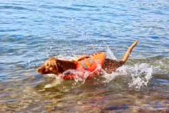 Active Canis Koiran Pelastusliivit^koiran kelluntaliivi, XS-S