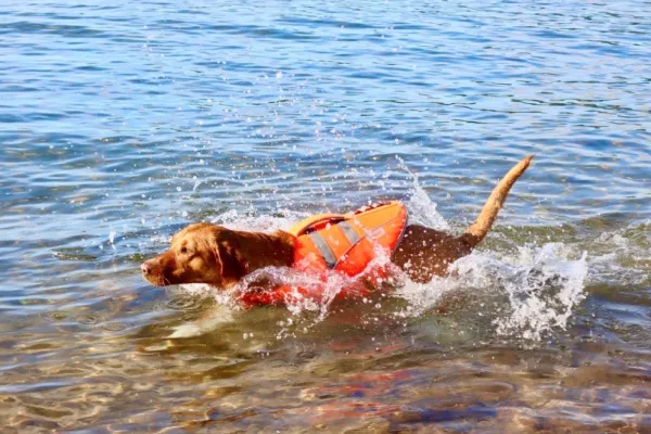 Active Canis Koiran Pelastusliivit^koiran kelluntaliivi, XS-S