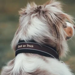 Back on Track Charlie kaulapanta, ruskea 30-35 cm| Kaulapannat