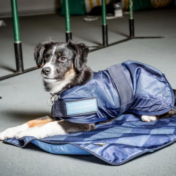 Back on Track Cool on Track viilennystakki, sininen 60 cm| Viilennys Ja Aurinkosuoja
