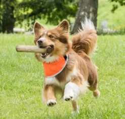 Back on Track Vilkkuvalot Ja Huomiotuotteet^Draco koiran huomiohuivi, oranssi S-XL