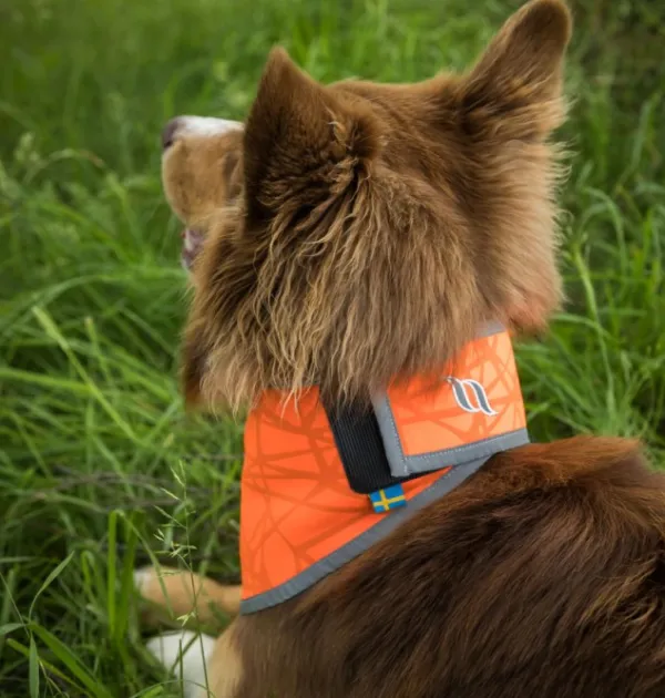 Back on Track Vilkkuvalot Ja Huomiotuotteet^Draco koiran huomiohuivi, oranssi S-XL