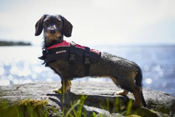 Baltic Mascot koiran pelastusliivit, M–XXL, musta/roosa| Pelastusliivit