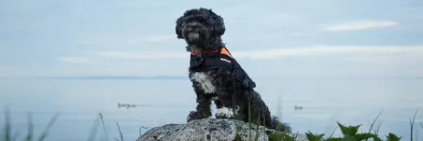 Baltic Mascot koiran pelastusliivit, M–XXL, musta/roosa| Pelastusliivit