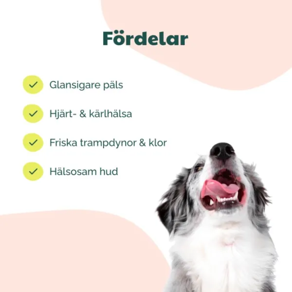 Buddy Care Salmon Oil lohiöljy, 500ml| Ravintolisät/Iho Ja Lihakset