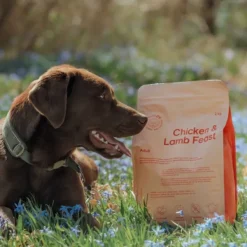 Buddy Koiran Kuivaruoka^ Chicken & Lamb Feast kuivaruoka, 12 kg