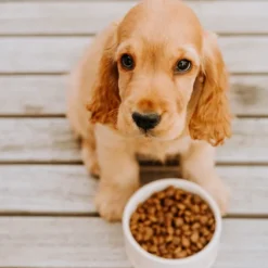 Buddy Puppy Love pentujen kuivaruoka, 2 kg| Koiran Kuivaruoka