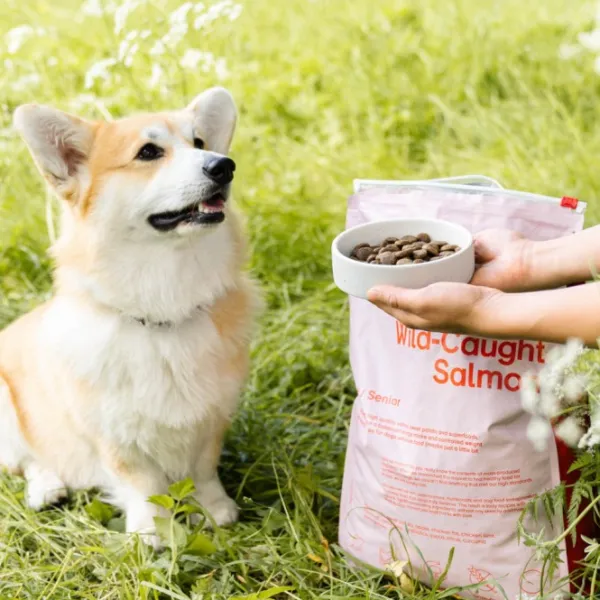 Buddy Koiran Kuivaruoka^ Wild Caught Salmon kuivaruoka, 12 kg