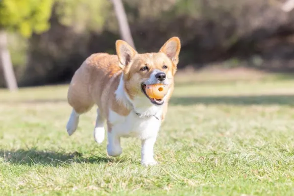 Chuckit! Aktivointilelut^Birthday Ball M