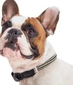 Cloud7 Kaulapannat^Collar Mauerpark köysikaulapanta, XS-XL, Zick Zack Black