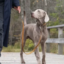 Denjo Dogs Taluttimet^Signature talutin, S, Brown/Mustard