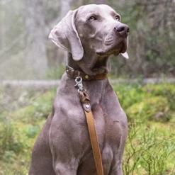 Denjo Dogs Taluttimet^Signature talutin, S, Brown/Mustard