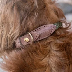 Denjo Dogs Torekov kaulapanta, M - XL, Shimmer Green| Kaulapannat