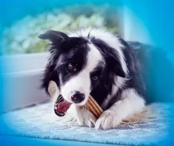 Dentalife Medium purutikku, 8 x 69g| Makupalat