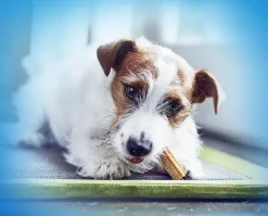 Dentalife Makupalat^Small purutikku, 10 x 49g