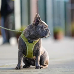 DOG Copenhagen Valjaat^Comfort Walk Go Harness koiran valjaat, S, Orange Sun