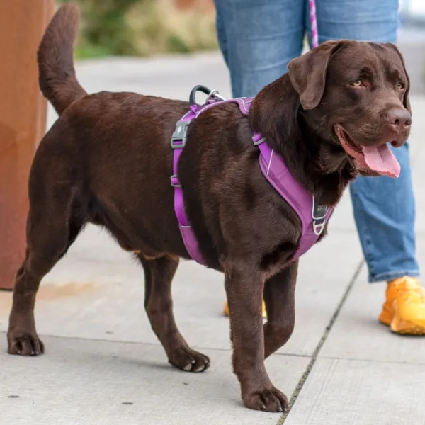 DOG Copenhagen Valjaat^Comfort Walk Pro Harness koiran valjaat, L-XL, Black