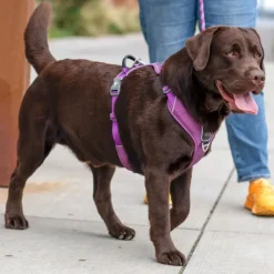 DOG Copenhagen Valjaat^Comfort Walk Pro Harness koiran valjaat, L-XL, Purple Passion