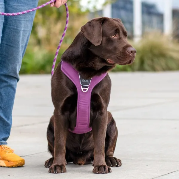 DOG Copenhagen Valjaat^Comfort Walk Pro Harness koiran valjaat, L-XL, Purple Passion