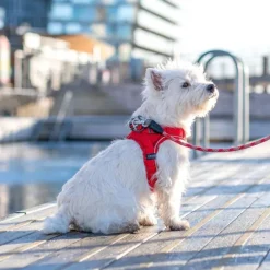 DOG Copenhagen Comfort Walk Go Harness Desert Dune XXS-XS| Valjaat