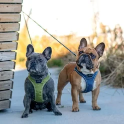 DOG Copenhagen Comfort Walk Go Harness Desert Dune XXS-XS| Valjaat