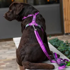 DOG Copenhagen Comfort Walk Air Harness koiran valjaat, L-XL, Orange Sun| Valjaat