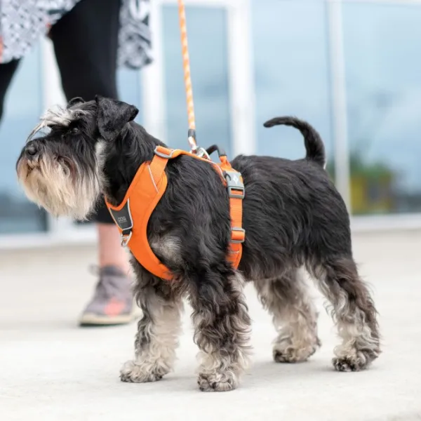 DOG Copenhagen Valjaat^Comfort Walk Pro Harness koiran valjaat, XS, Mocca