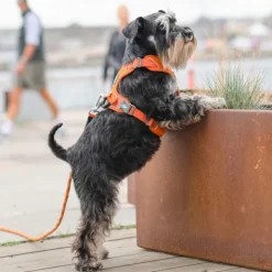 DOG Copenhagen Valjaat^Comfort Walk Pro Harness koiran valjaat, XS, Mocca