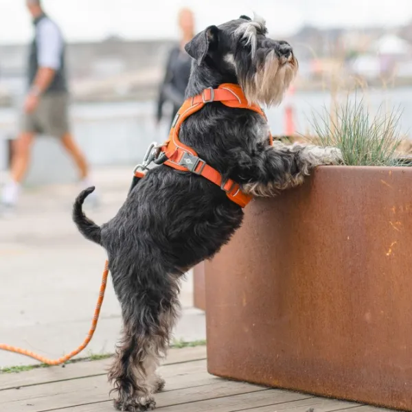 DOG Copenhagen Valjaat^Comfort Walk Pro Harness koiran valjaat, XS, Mocca