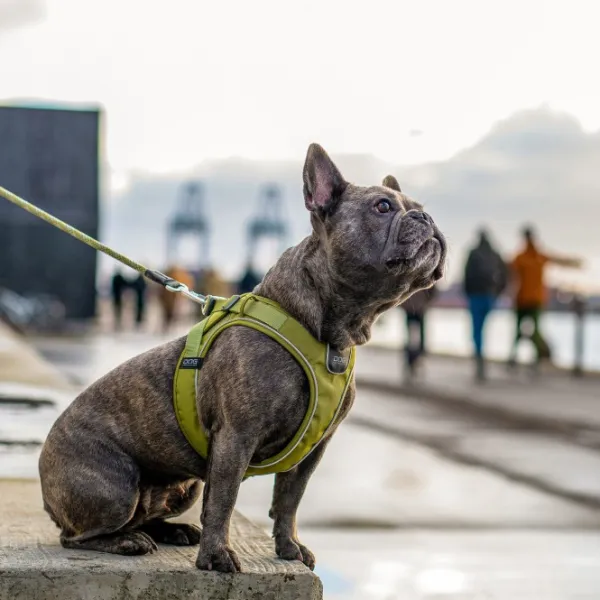 DOG Copenhagen Comfort Walk Go Harness koiran valjaat, S, Mocca| Valjaat