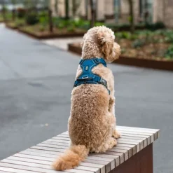 DOG Copenhagen Comfort Walk Pro Harness koiran valjaat, S-M, Mocca| Valjaat