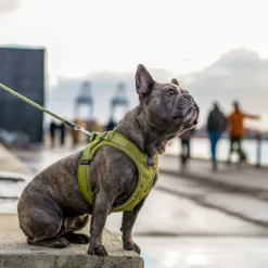 DOG Copenhagen Comfort Walk Go Harness koiran valjaat, S, Black| Valjaat