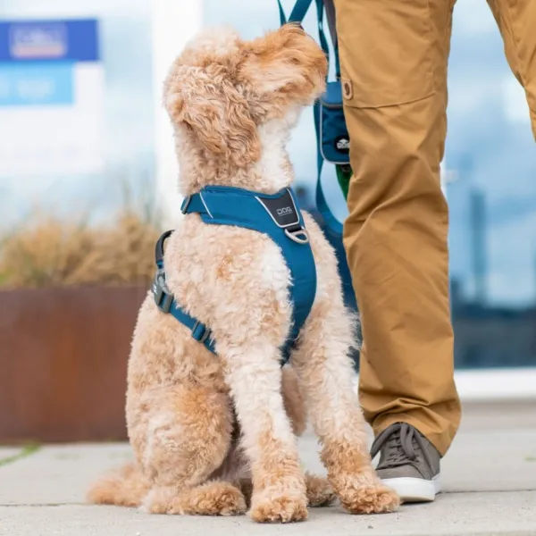 DOG Copenhagen Comfort Walk Pro Harness koiran valjaat, S-M, Hunting Green| Valjaat