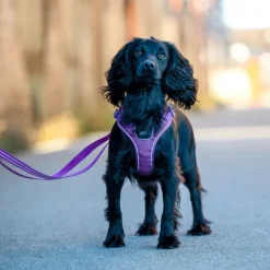 DOG Copenhagen Comfort Walk Go Harness koiran valjaat, M, Purple Passion| Valjaat