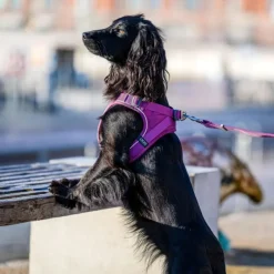 DOG Copenhagen Comfort Walk Go Harness koiran valjaat, M, Purple Passion| Valjaat