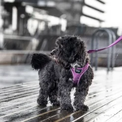 DOG Copenhagen Comfort Walk Go Harness koiran valjaat, M, Purple Passion| Valjaat