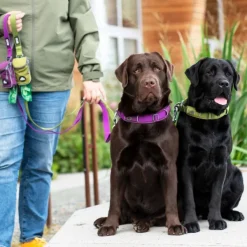 DOG Copenhagen Kaulapannat^Urban Explorer Collar kaulapanta, Purple Passion