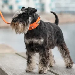 DOG Copenhagen Urban Explorer Collar kaulapanta, Mocca| Kaulapannat