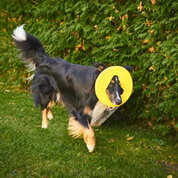 Fiboo kelluva frisbee, 25 cm, vihreä| Noutolelut