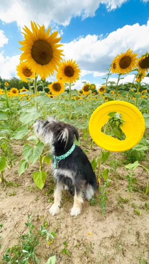 Fiboo kelluva frisbee, 25 cm, vihreä| Noutolelut