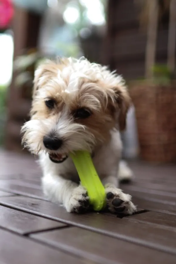 Fiboo kelluva lelu, 15 cm, oranssi| Noutolelut