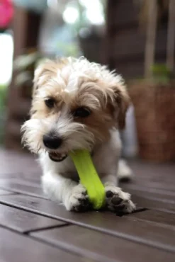 Fiboo Noutolelut^kelluva lelu, 19 cm, oranssi