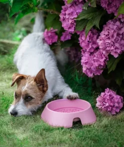 Fiboo koirankuppi, 400ml, beige| Koirankupit