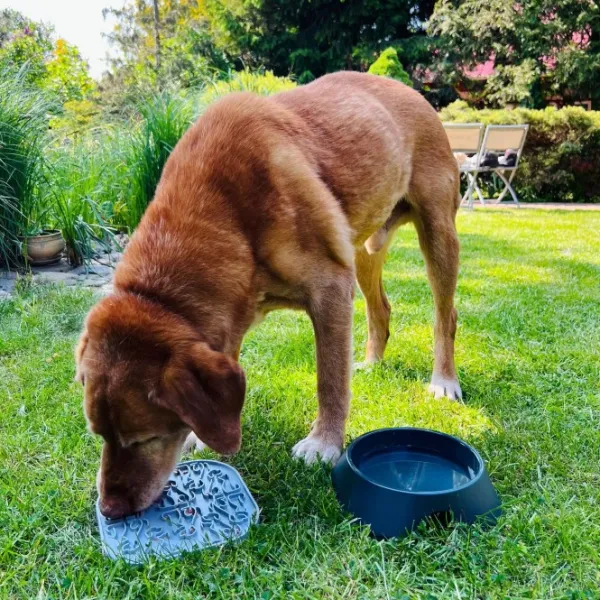 Fiboo koirankuppi, 700ml, beige| Koirankupit