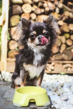 Fiboo Koirankupit^koirankuppi, 200ml, vaaleanpunainen