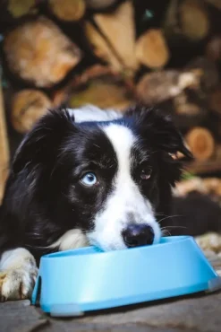 Fiboo Koirankupit^koirankuppi, 400ml, vaaleansininen