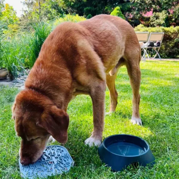 Fiboo Aktivointilelut^Lollipop ruokamatto, 19 cm, harmaa