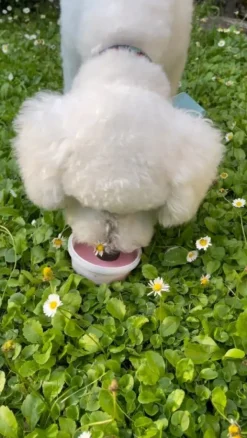 Fidovet Makupalat^koirien jäätelö Gelato vadelma 40g